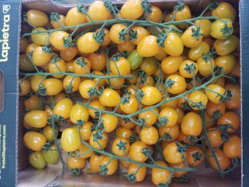 Immagine di DATTERINO GIALLO Pomodoro Maturo