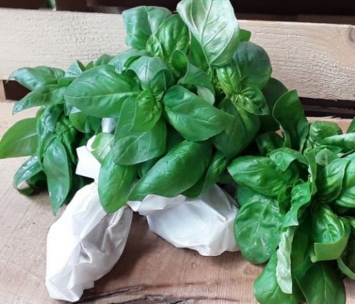 Immagine di Basilico al mazzo x 10