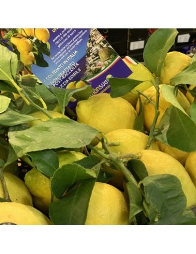 Immagine di Limoni Tardivo RISALAMI in Cartoni