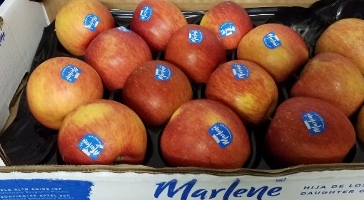 Immagine di Mele Fuji 85/90 MARLENE Padella