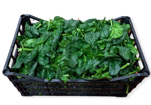 Immagine di Spinaci SFUSI
