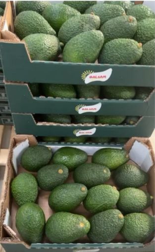 Immagine di Avocado HASS Maro/Isr. al Frutto