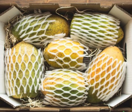 Immagine di Papaya  al  frutto