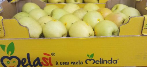 Immagine di Mele Golden MELASI 75/80 in Doppioni
