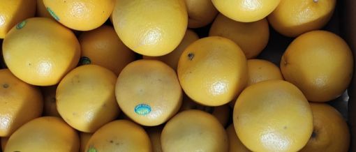 Immagine di Pompelmi GIALLI