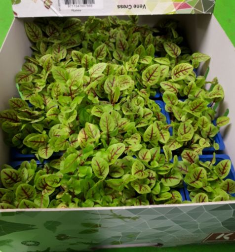 Immagine di Germogli Cress Vene