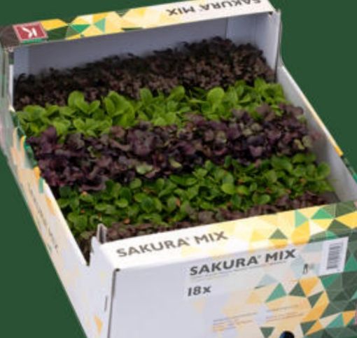 Immagine di Germogli Sakura