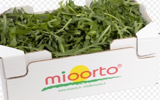 Immagine di Rucola Cofezione x 500 Gr