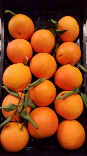 Immagine di Arance Navel Foglia 2/3 Plastica Spa