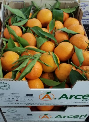 Immagine di Clementini Foglia 1 ARCERI in Cartone