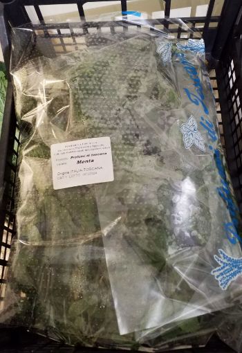 Immagine di Menta a collo