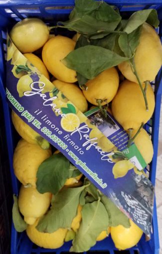 Immagine di Limoni Foglia GALANO Padella