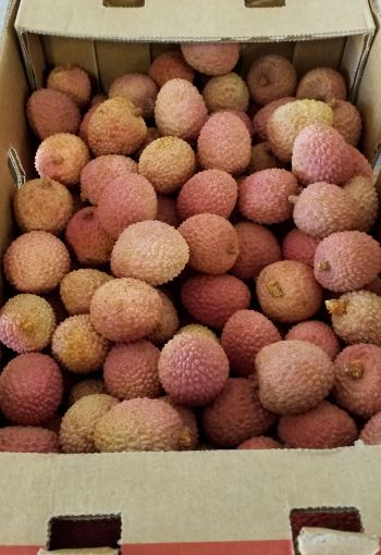 Immagine di LITCHIS via Mare  al  Collo