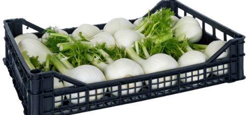 Immagine di Finocchi  x10 in Plastica