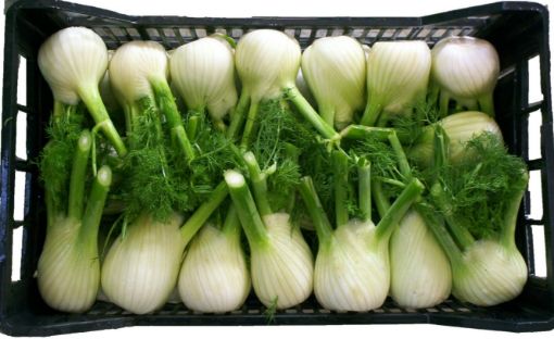 Immagine di Finocchi MEDIO