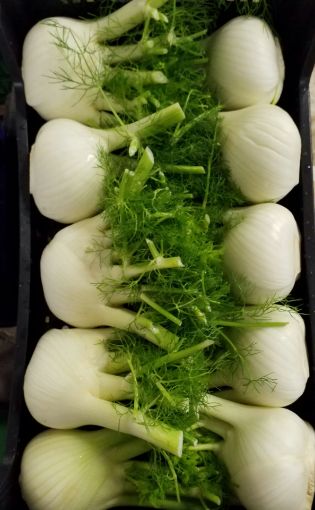 Immagine di Finocchi  x10 DOGE  Pad. Plastica