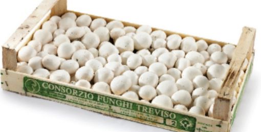 Immagine di Funghi  Ch.gnon Coltivati pad.