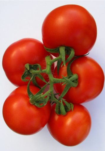 Immagine di GRAPPOLO Pomodoro Maturo  Italia