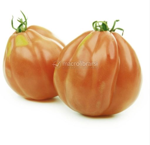 Immagine di CUORE di Bue Pomo. Insalata Cartone Ita