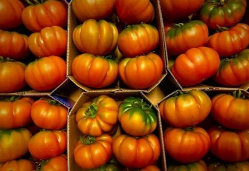 Immagine di MARINDA Pom. Ins.  In Cestini