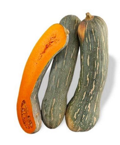 Immagine di Zucche  Lunghe