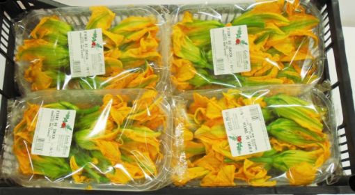 Immagine di Fiori di Zucca Conf.
