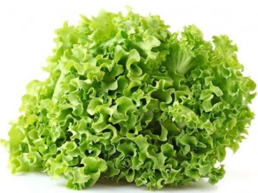 Immagine di Insalata GENTILE