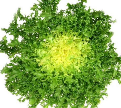 Immagine di Insalata RICCIA