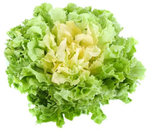 Immagine di Insalata SCAROLA