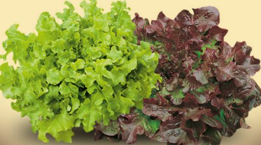 Immagine di Insalata BIS al collo