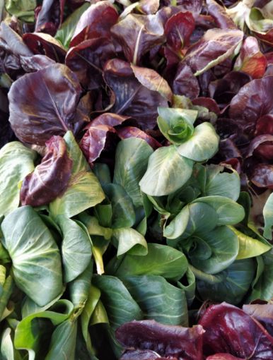 Immagine di Radicchio Cicorino a peso