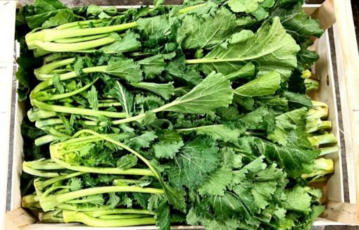 Immagine di CIMETTE di Rape