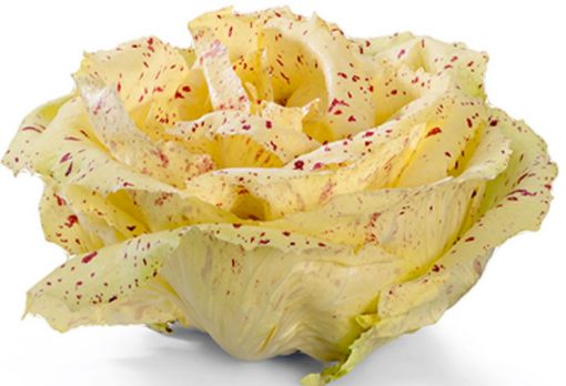 Immagine di Radicchio  VARIEGATO