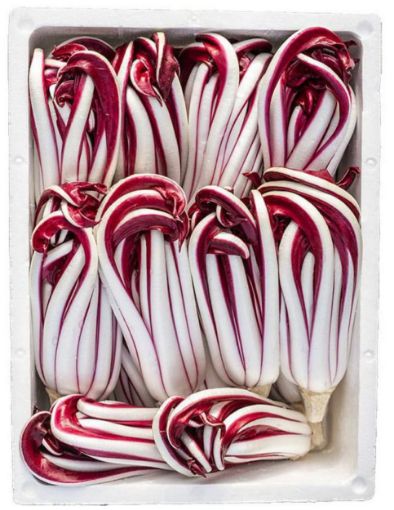 Immagine di Radicchio Trevisano TARDIVO in Plastica